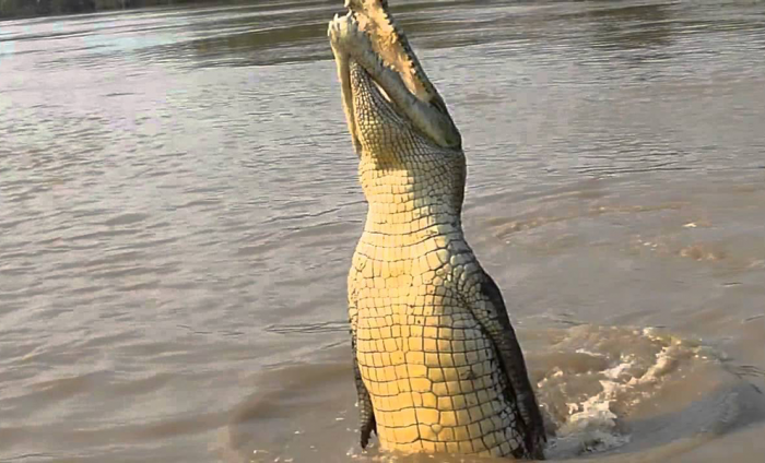 Крокодилы могут выпрыгивать из воды на 5 метров вверх: видео