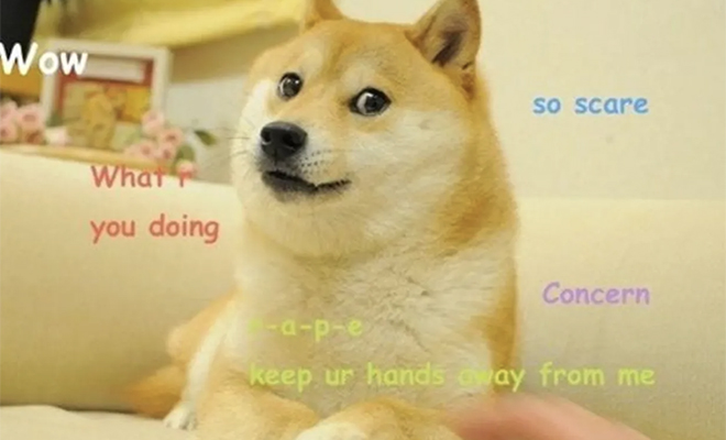 8 лет назад японка просто сфотографировала свою собаку. Как случайный снимок стал главным мемом десятилетия