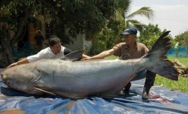 10 самых крупных уловов: рыбак достал удочкой кальмара размером с автобус
