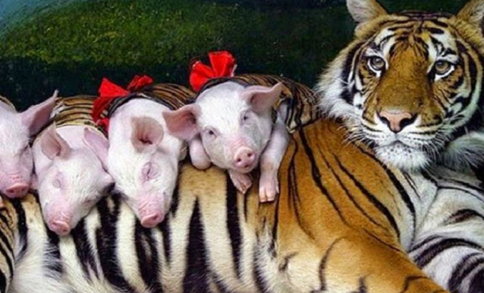 Тигрица лишилась тигрят и отказывалась даже есть. Тогда работники питомника замаскировали поросят и дали ей на воспитание
