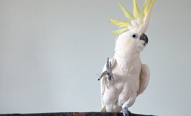 Попугай впал в депрессию и потерял все перья. Мужчина стал с ним танцевать и за 6 месяцев птица снова стала нормальной