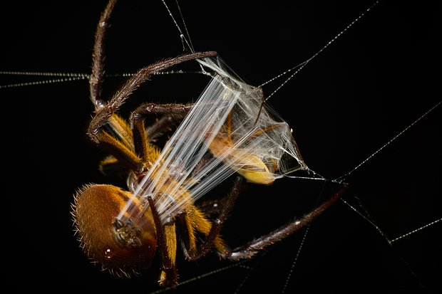 Неземные пейзажи, грибные зомби и нескончаемая борьба за жизнь. Ни на что не похожий мир — на снимках лучших фотографов