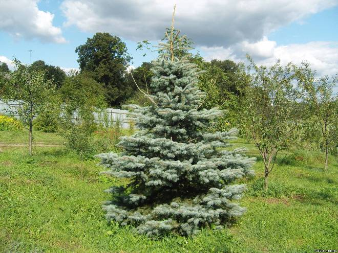 Хвойные растения для сада: выбираем самые неприхотливые культуры (65 фото)