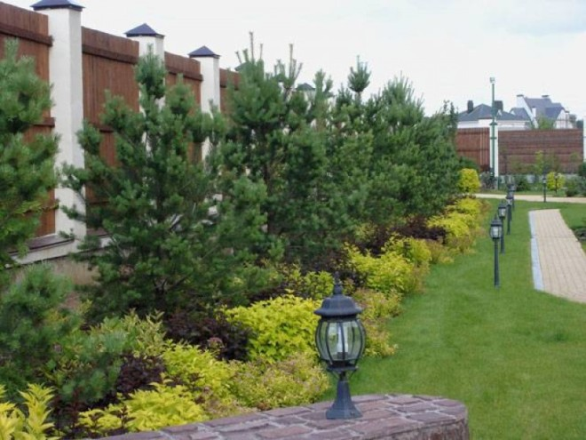 Хвойные растения для сада: выбираем самые неприхотливые культуры (65 фото)