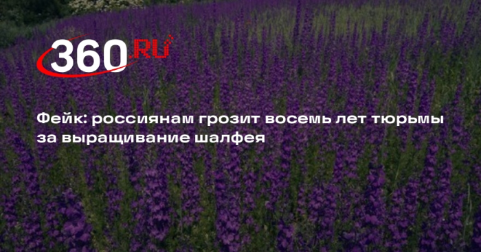 Информация о том, что за выращивание шалфея грозит уголовка недостоверна