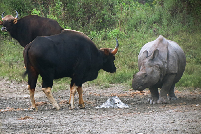 Гаур: самый крупный дикий бык, король джунглей