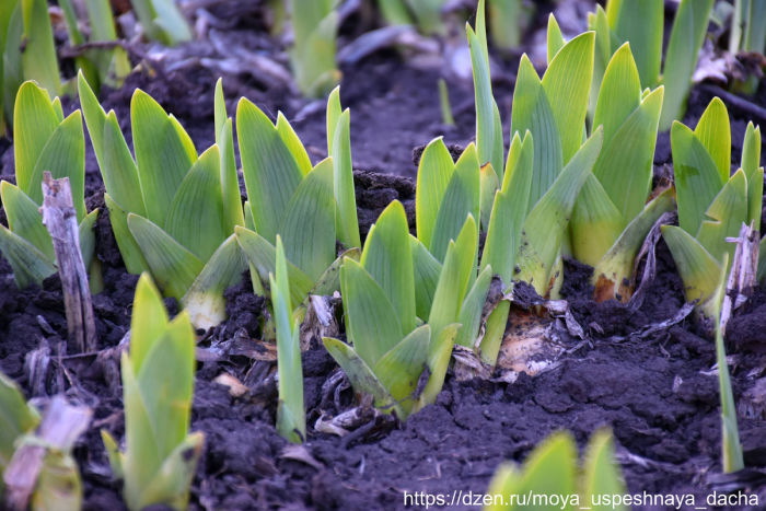 Весенний уход за ирисами: ключевые этапы для пышного цветения