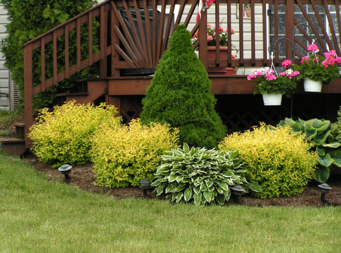 Неприхотливые декоративные кустарники в ландшафтном дизайне: фото и описания (56 фото)