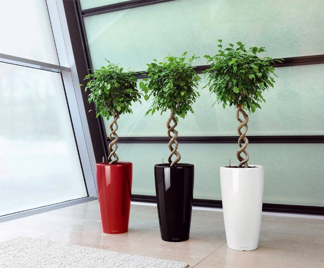 Комнатные растения в интерьере квартиры (112 фото)