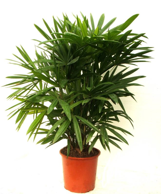 Комнатные растения в интерьере квартиры (112 фото)