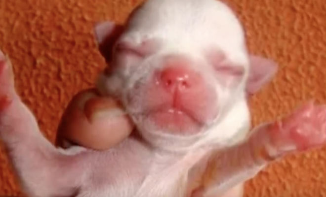 Мальчик подобрал домой недельного щенка: прошло полгода и щенок вырос в породистую собаку