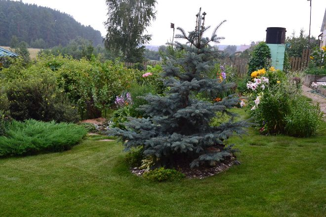 Хвойные растения для сада: выбираем самые неприхотливые культуры (65 фото)