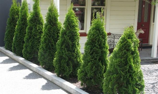 Хвойные растения для сада: выбираем самые неприхотливые культуры (65 фото)