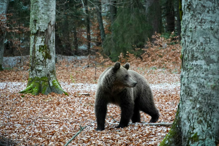 Все думали, что медведи зимуют в спячке, но это оказалось не совсем так