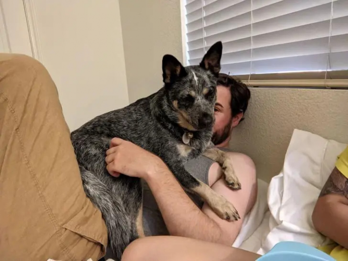 Питомцы, которые не знают границ