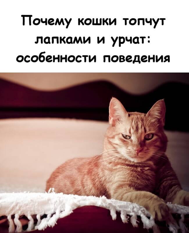 Почему кошки топчут лапками и урчат: особенности поведения
