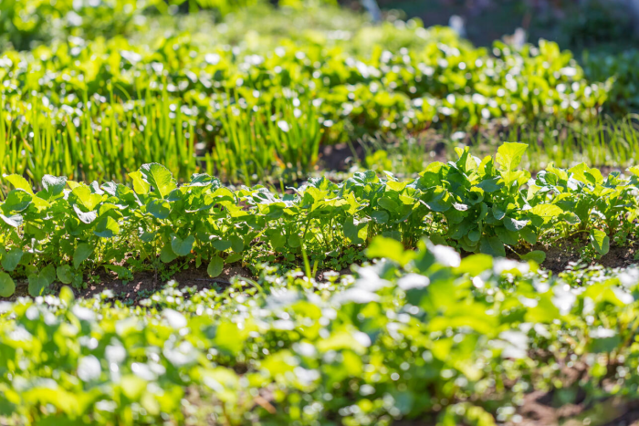 Как посеять укроп и петрушку в апреле, чтобы собирать свежий урожай до самых заморозков