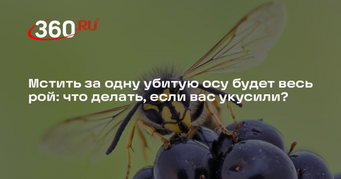Энтомолог Ефременко: оса укусит, если защищает гнездо или еду