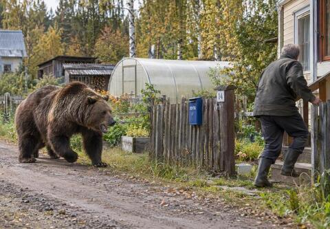 Голодные медведи-шатуны могут не залечь в берлоги этой зимой: россиян предупредили об опасности