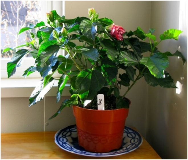 Цветы для спальни: на что обратить внимание при выборе (35 фото)