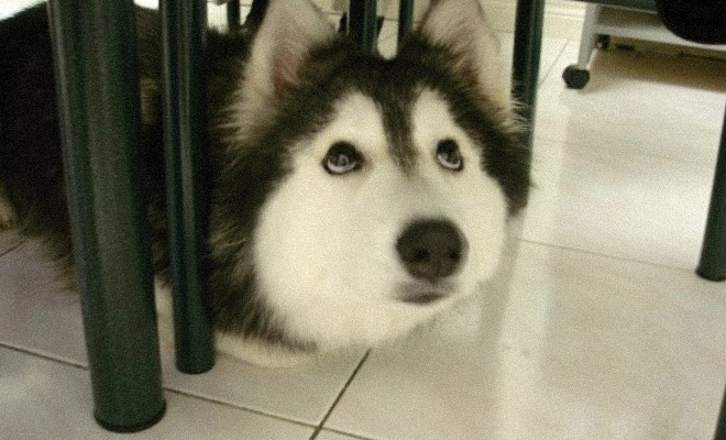 Хаски росла с кошками, а через 2 года люди обратили внимание на лапы: она стала их поджимать как кот