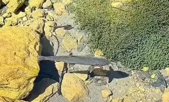 Одно из самых чистых озер мира настолько прозрачно, что рыбы словно парят в воздухе. Видео