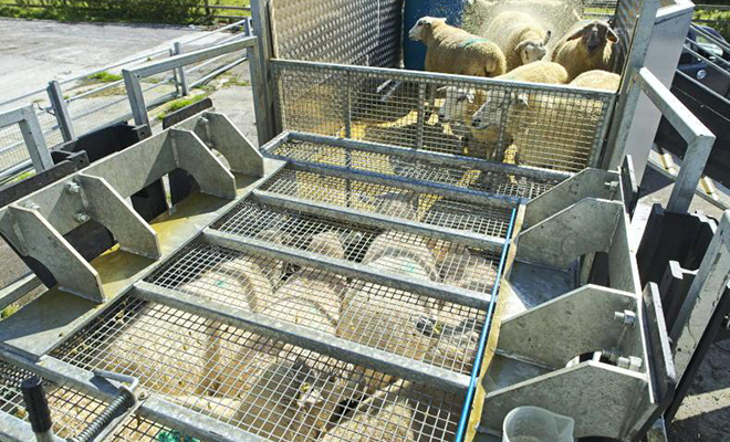 300 овец загнали в ящик и опустили под воду на несколько минут: смотрим, зачем это понадобилось