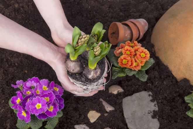 Палисадник перед домом: размер, стиль, выбор растений (80 фото)