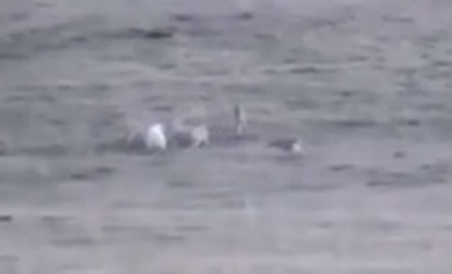 Русская овчарка вышла навстречу волкам и защитила свою отару