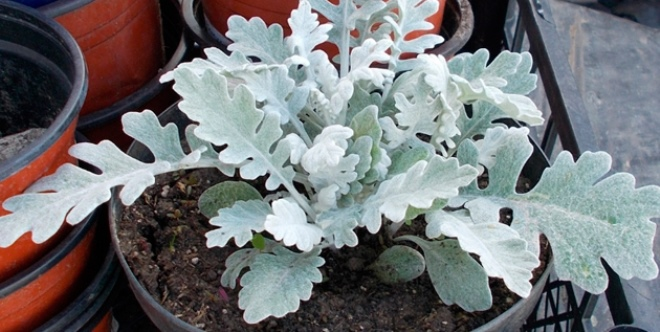 «Седой» цветок или прекрасное комнатное растение цинерария (61 фото)