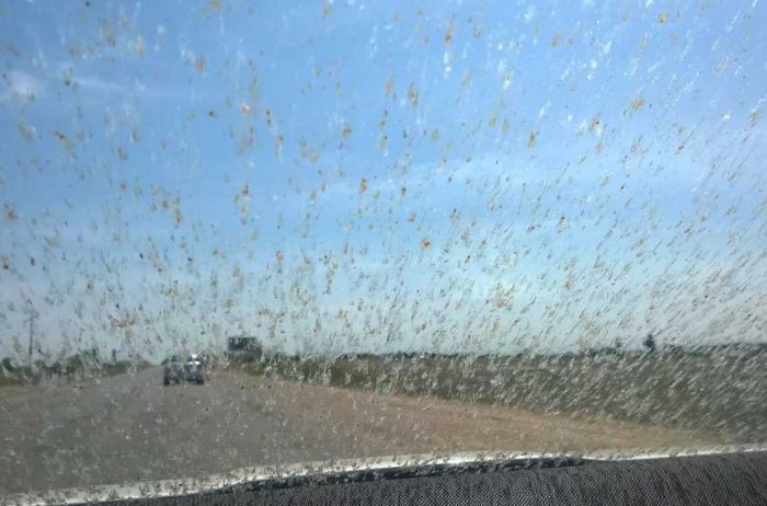 Как уберечь лобовое стекло и кузов от загрязнения из-за столкновения с мошками