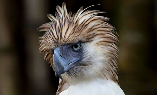 Зоолог замаскировался в орла, чтобы покормить отказывающегося от еды орленка: видео