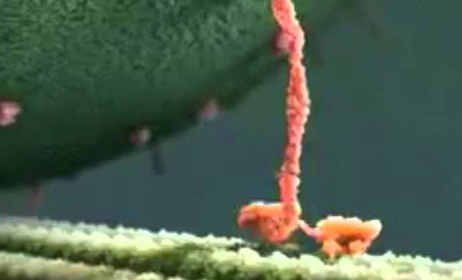 Ученые впервые сняли на видео, как в мозгу человека гормоны создают счастье