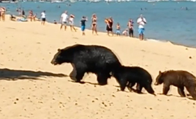 Люди загорали на пляже в Сибири, когда из Тайги вышли медведи и тоже устроили отдых: видео