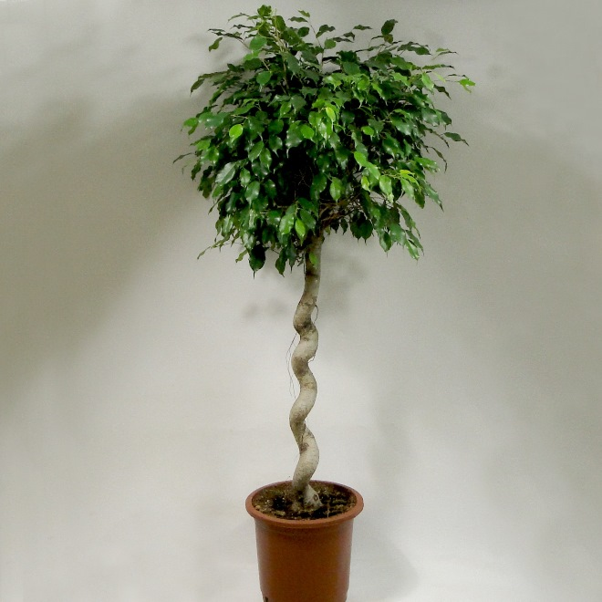 Комнатные растения в интерьере квартиры (112 фото)