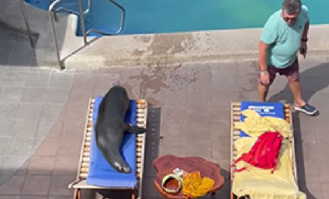 Морской лев пришел в отель, искупался в бассейне, а потом отобрал шезлонг у туриста. Видео