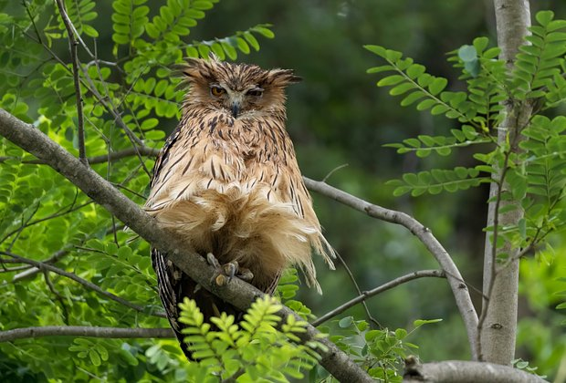 Птицы из Красной книги России: 15 редких видов с фото, места обитания