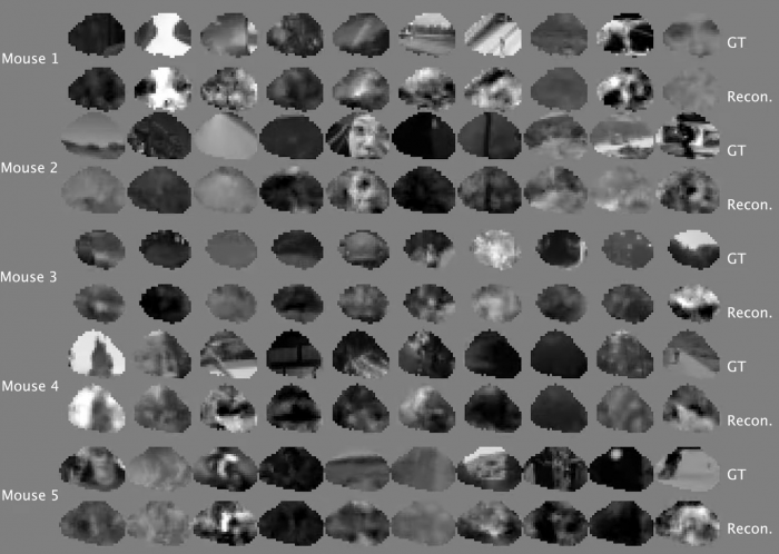 Чтение мыслей стало реальностью: как британские учёные воссоздали видео по сигналам мозга