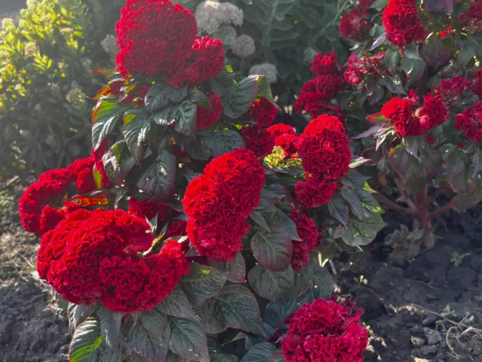 Семь растений для ленивых: цветут на протяжении всего лета и не просят ухода