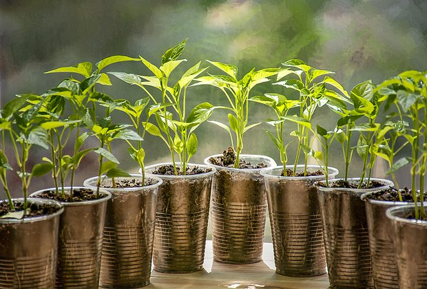 Огород на подоконнике: оборудование, выбор растений, уход. Какие культуры можно вырастить в домашних условиях