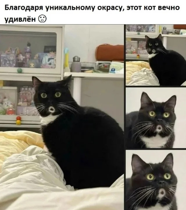 Интернет мемы в понедельник и ретроградный Меркурий