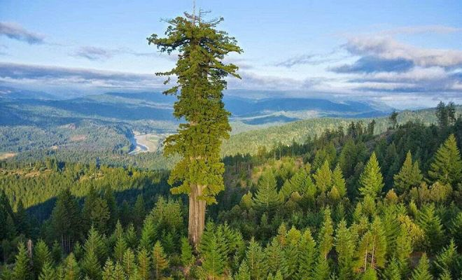 Самое высокое дерево на Земле уже достигло 116 метров и продолжает расти