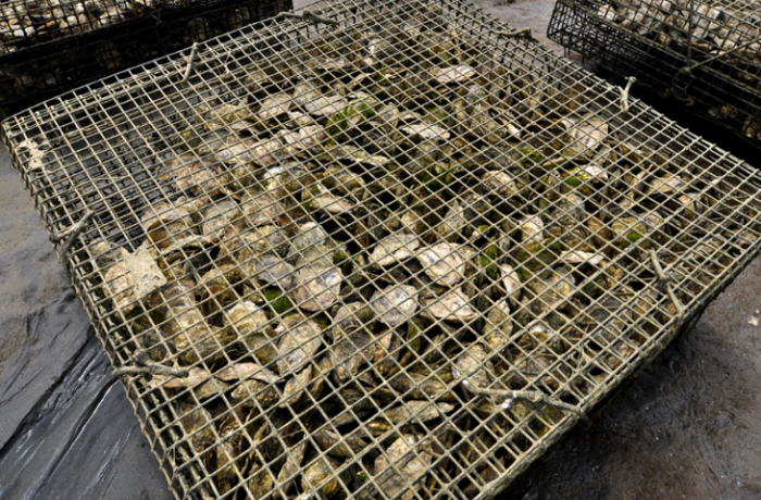 Вся правда об устрицах