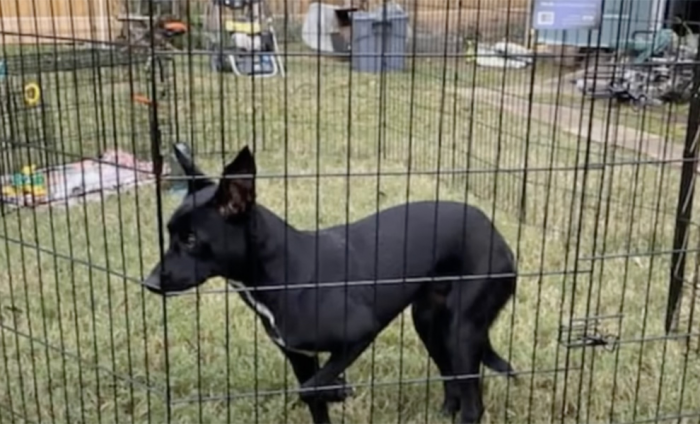 Собаку забрали у плохого хозяина и она все время смотрела в угол, пока ей не помогла другая собака