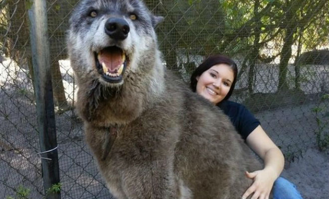 Женщина увидела на обочине волчонка и приютила. Он начал расти, а через год стал в полтора раза крупнее лесных волков