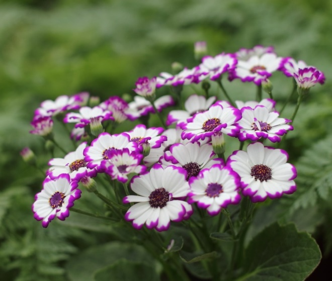 «Седой» цветок или прекрасное комнатное растение цинерария (61 фото)