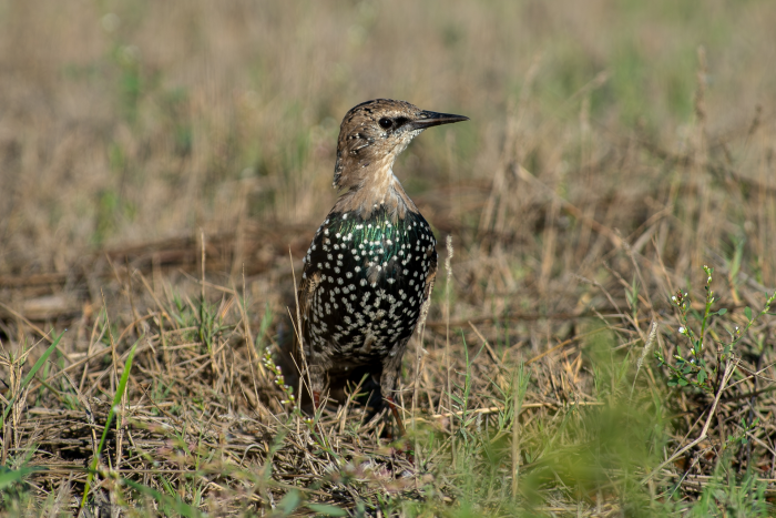 Записки астраханского натуралиста. Скворцы, вестники весны
