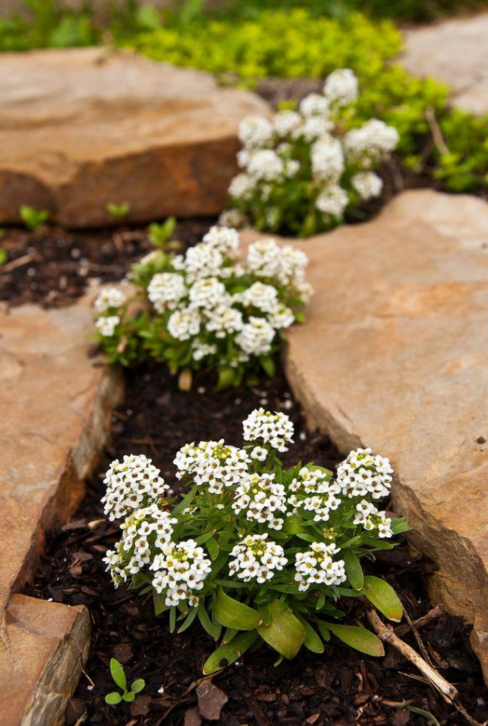 Клумба для дачи: как своими руками создать цветочный оазис (60 фото)