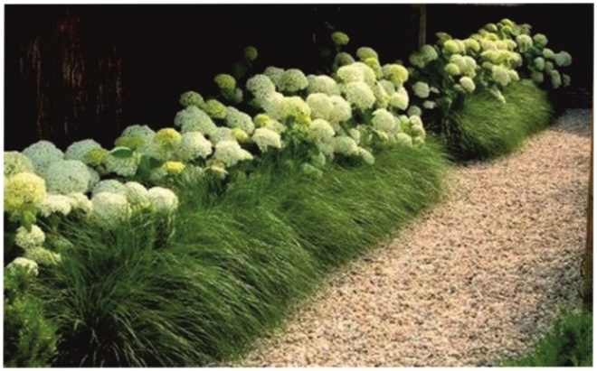 Неприхотливые декоративные кустарники в ландшафтном дизайне: фото и описания (56 фото)