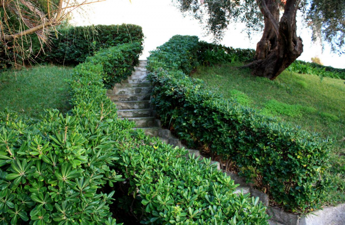 Неприхотливые декоративные кустарники в ландшафтном дизайне: фото и описания (56 фото)